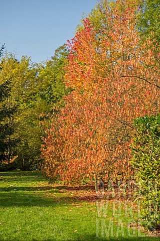 EUONYMUS_HAMILTONIANUS_SSP_SIEBOLDIANUS_AT_BODENHAM_ARBORETUM_WORCESTERSHIRE