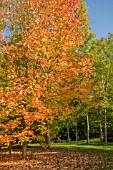 ACER RUBRUM SCANLON AT BODENHAM ARBORETUM WORCESTERSHIRE