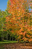 ACER RUBRUM SCANLON AT BODENHAM ARBORETUM WORCESTERSHIRE