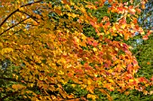 ACER RUBRUM SCANLON AT BODENHAM ARBORETUM WORCESTERSHIRE