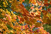 ACER RUBRUM SCANLON AT BODENHAM ARBORETUM WORCESTERSHIRE