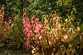 CORNUS ALBA AT BODENHAM ARBORETUM WORCESTERSHIRE