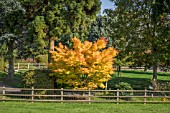 ACER PALMATUM AT BODENHAM ARBORETUM WORCESTERSHIRE