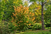 PARROTIA PERSICA VANESSA AT BODENHAM ARBORETUM WORCESTERSHIRE