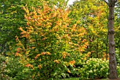 PARROTIA PERSICA VANESSA AT BODENHAM ARBORETUM WORCESTERSHIRE