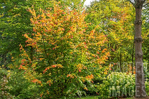 PARROTIA_PERSICA_VANESSA_AT_BODENHAM_ARBORETUM_WORCESTERSHIRE