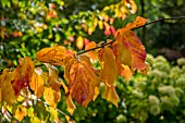 PARROTIA PERSICA VANESSA AT BODENHAM ARBORETUM WORCESTERSHIRE