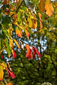 PARROTIA PERSICA VANESSA AT BODENHAM ARBORETUM WORCESTERSHIRE