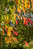 PARROTIA PERSICA VANESSA AT BODENHAM ARBORETUM WORCESTERSHIRE