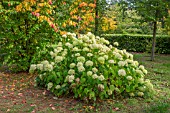 HYDRANGEA ARBORESCENS AT BODENHAM ARBORETUM WORCESTERSHIRE