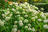 HYDRANGEA ARBORESCENS AT BODENHAM ARBORETUM WORCESTERSHIRE