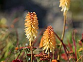 KNIPHOFIA