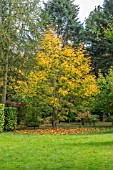 ACER TURKESTANICUM AT BODENHAM ARBORETUM WORCESTERSHIRE