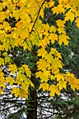 ACER SACCHARUM AT BODENHAM ARBORETUM WORCESTERSHIRE