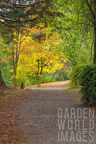 ACER_CAPPADOCICUM_AT_BODENHAM_ARBORETUM_WORCESTERSHIRE