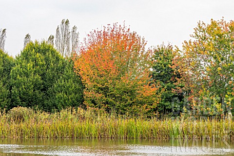 ACRES_ACROSS_THE_LAKE_AT_BODENHAM_ARBORETUM_WORCESTERSHIRE