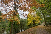 ACER CAPPADOCICUM AT BODENHAM ARBORETUM WORCESTERSHIRE