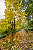 ACER CAPPADOCICUM AT BODENHAM ARBORETUM WORCESTERSHIRE