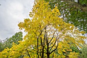 ACER CAPPADOCICUM AT BODENHAM ARBORETUM WORCESTERSHIRE