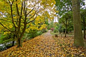 ACER CAPPADOCICUM AT BODENHAM ARBORETUM WORCESTERSHIRE