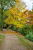 ACER CAPPADOCICUM AT BODENHAM ARBORETUM WORCESTERSHIRE