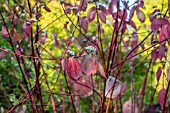 CORNUS ALBA IN FRUIT