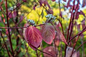 CORNUS ALBA IN FRUIT