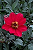 DAHLIA DAHLEGRIA RED