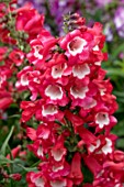 PENSTEMON PICOTEE RED