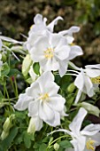 AQUILEGIA SWAN WHITE